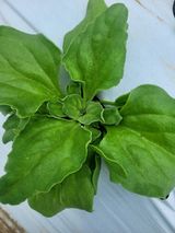 팜모닝 금쪽같은 내 작물 자랑하기·참여 게시글 이미지