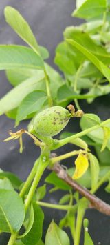 팜모닝 기타작물·병해충상담 게시글 이미지