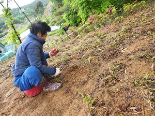 상사화웰빙팜님의 우리동네 · 동네자랑 작성글 사진