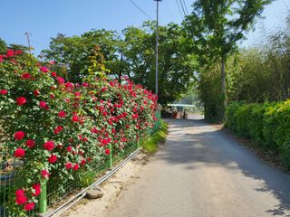 상사화웰빙팜님의 우리동네 · 동네자랑 작성글 사진