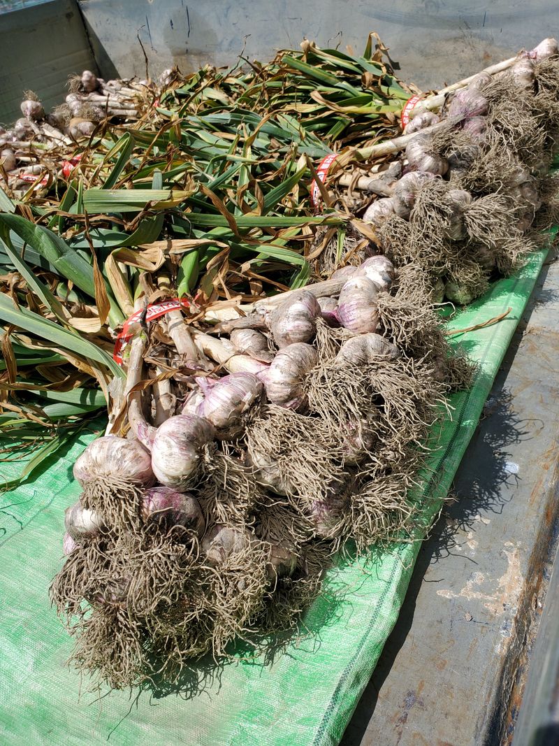 장터 상품 [스페인산 짱아치마늘] 썸네일