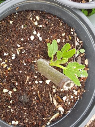 심수보님의 금쪽같은 내 작물 자랑하기 · 참여 작성글 사진