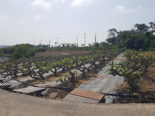 심수보님의 금쪽같은 내 작물 자랑하기 · 참여 작성글 사진