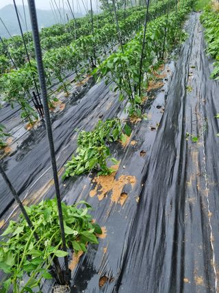 고추일등품종칼라병에님의 고추 · 지주설치•유인•성장 작성글 사진