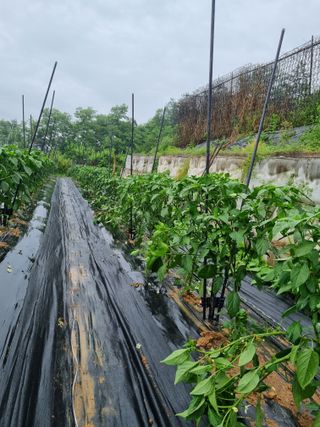 고추일등품종칼라병에님의 고추 · 지주설치•유인•성장 작성글 사진