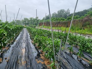 고추일등품종칼라병에님의 고추 · 지주설치•유인•성장 작성글 사진