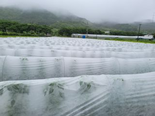 윤채열님의 고추 · 일상 작성글 사진