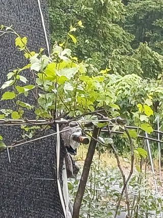 연옥님의 금쪽같은 내 작물 자랑하기 · 참여 작성글 사진