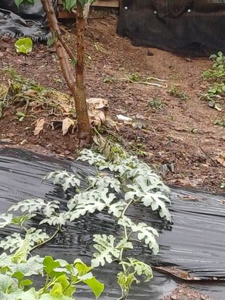 연옥님의 금쪽같은 내 작물 자랑하기 · 참여 작성글 사진