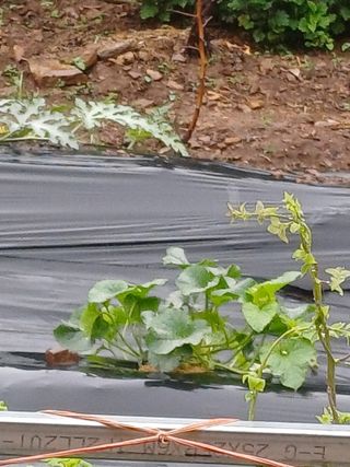 연옥님의 금쪽같은 내 작물 자랑하기 · 참여 작성글 사진