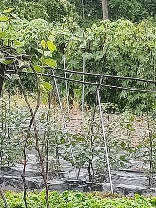 연옥님의 금쪽같은 내 작물 자랑하기 · 참여 작성글 사진