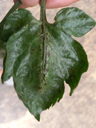 김재철님의 토마토 · 생장기 농작업 작성글 사진