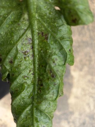 김재철님의 토마토 · 생장기 농작업 작성글 사진