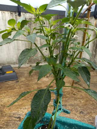 김재철님의 고추 · 지주설치•유인•성장 작성글 사진