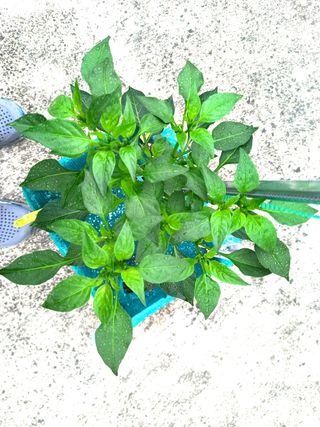 김재철님의 고추 · 지주설치•유인•성장 작성글 사진