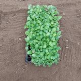 팜모닝 기타작물·자유게시판 게시글 이미지