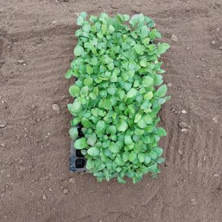 박수연님의 기타작물 · 자유게시판 작성글 사진