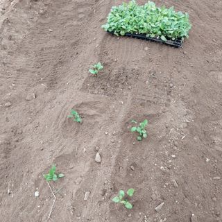 박수연님의 기타작물 · 자유게시판 작성글 사진