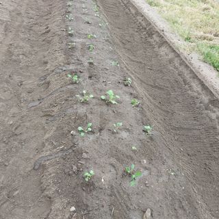 박수연님의 기타작물 · 자유게시판 작성글 사진