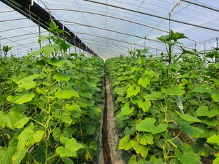 광양 변사또님의 호박 · 병해충상담 작성글 사진