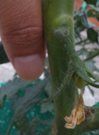 김재철님의 토마토 · 생장기 농작업 작성글 사진