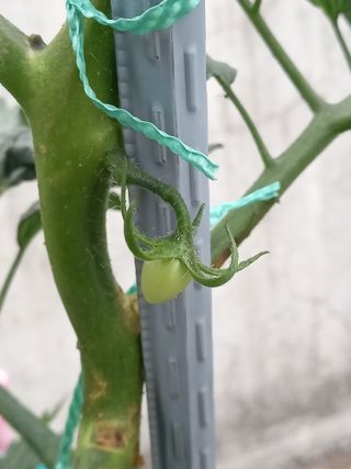 김재철님의 토마토 · 생장기 농작업 작성글 사진