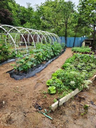 예은농장님의 기타작물 · 자유게시판 작성글 사진