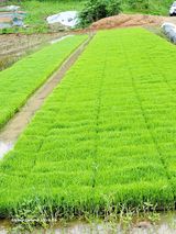 팜모닝 벼·자유게시판 게시글 이미지