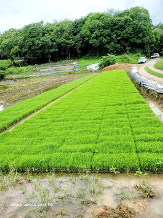 기원운님의 벼 · 자유게시판 작성글 사진