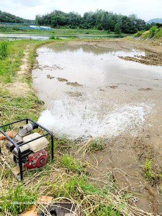 기원운님의 벼 · 자유게시판 작성글 사진