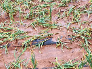 흰돌농원님의 마늘 · 마늘 쪽 비대기 작성글 사진