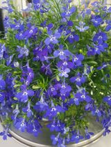 팜모닝 자유주제·자유게시판 게시글 이미지