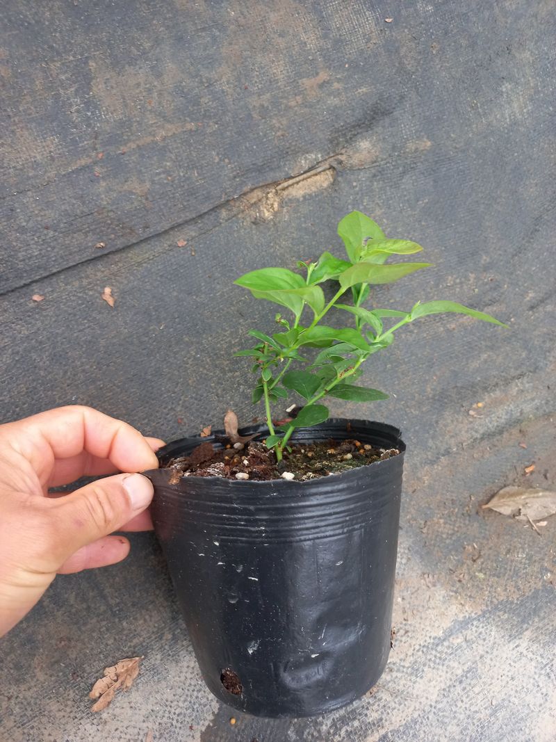 장터 상품 [블루베리나무판매(뉴하노버)] 썸네일