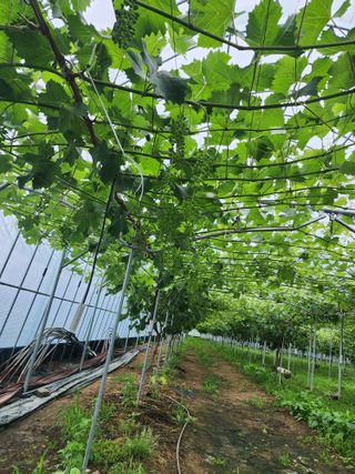 김종현님의 우리동네 · 동네정보 작성글 사진