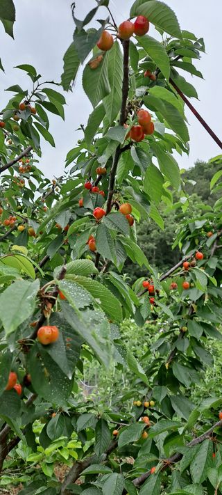 장준재님의 금쪽같은 내 작물 자랑하기 · 참여 작성글 사진