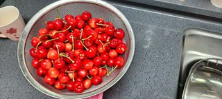 장준재님의 금쪽같은 내 작물 자랑하기 · 참여 작성글 사진