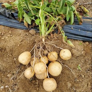 봉우재농부님의 금쪽같은 내 작물 자랑하기 · 참여 작성글 사진