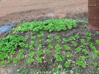 아삭이고추님의 금쪽같은 내 작물 자랑하기 · 참여 작성글 사진