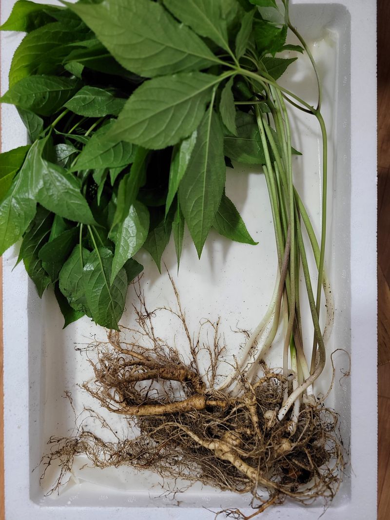 신재용님의 장터 판매 상품 [장뇌삼 할인판매 ] 첨부 사진