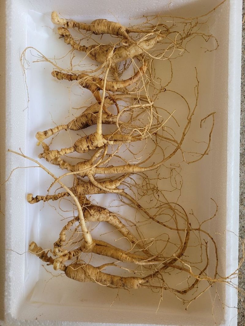 신재용님의 장터 판매 상품 [장뇌삼 할인판매 ] 첨부 사진