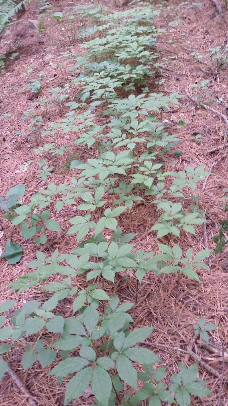 신재용님의 장터 판매 상품 [장뇌삼 할인판매 ] 첨부 사진