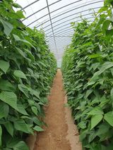 팜모닝 자유주제·자유게시판 게시글 이미지