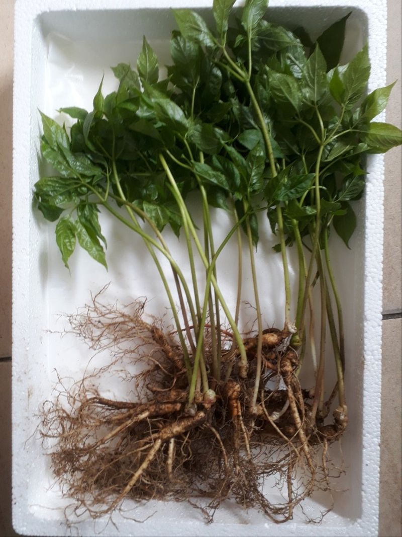 신재용님의 장터 판매 상품 [장뇌삼 판매합니다 ] 첨부 사진