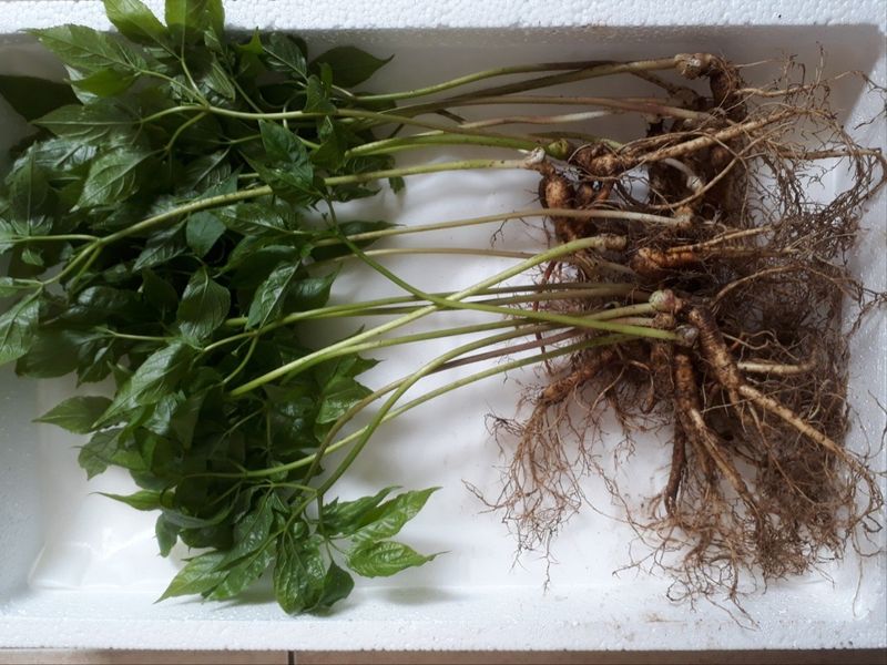 신재용님의 장터 판매 상품 [장뇌삼 판매합니다 ] 첨부 사진