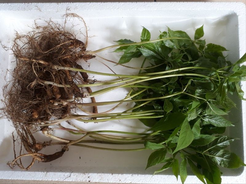 신재용님의 장터 판매 상품 [장뇌삼 판매합니다 ] 첨부 사진