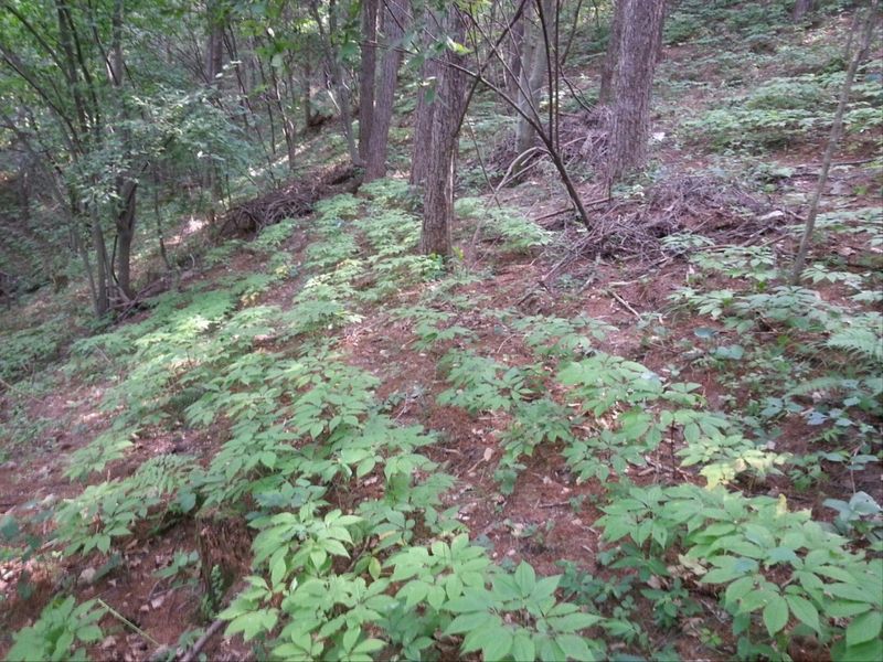신재용님의 장터 판매 상품 [장뇌삼 판매합니다 ] 첨부 사진