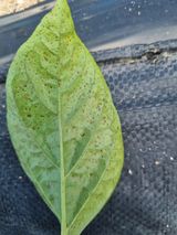 팜모닝 고추·병해충상담 게시글 이미지