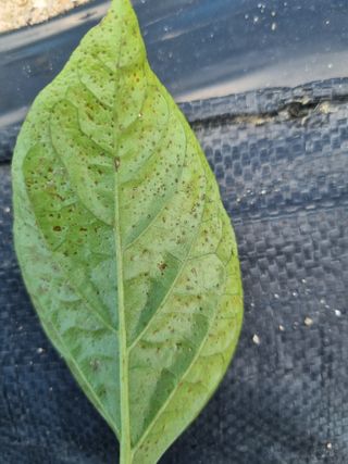 황금벌판님의 고추 · 병해충상담 작성글 사진