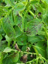 팜모닝 감자·병해충상담 게시글 이미지