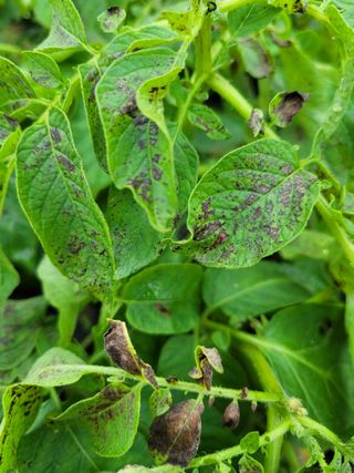 땡순이님의 감자 · 병해충상담 작성글 사진